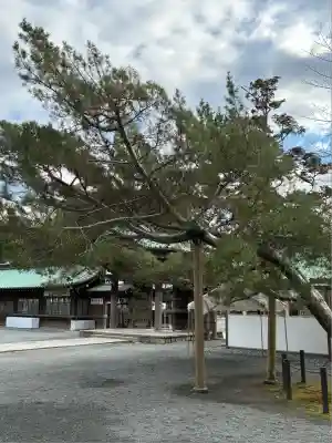 三嶋大社(静岡県)