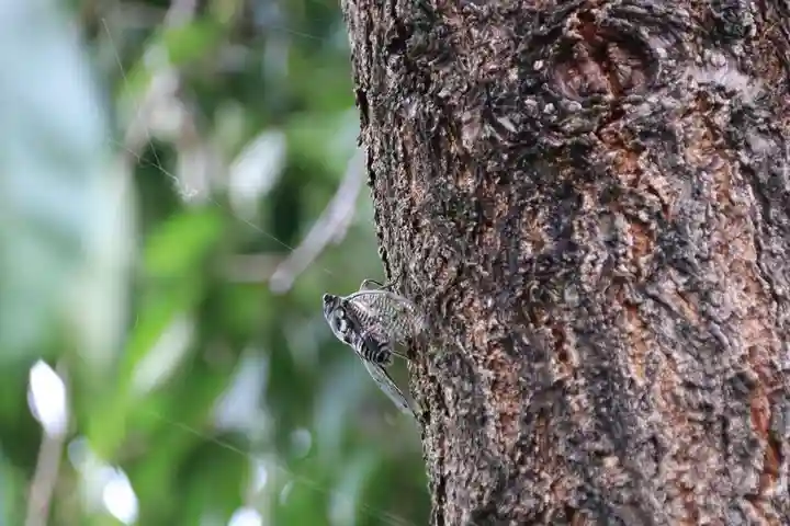 大鏑神社の自然