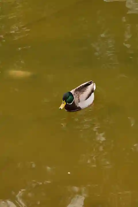 住吉神社(福岡県)