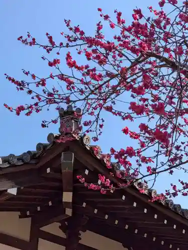 妙法寺(東京都)