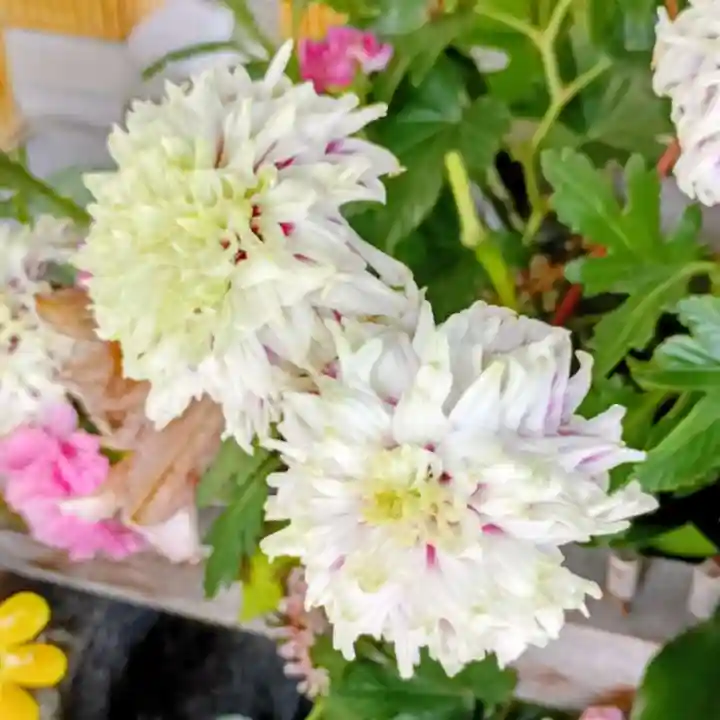 彌彦神社 (伊夜日子神社)(北海道)