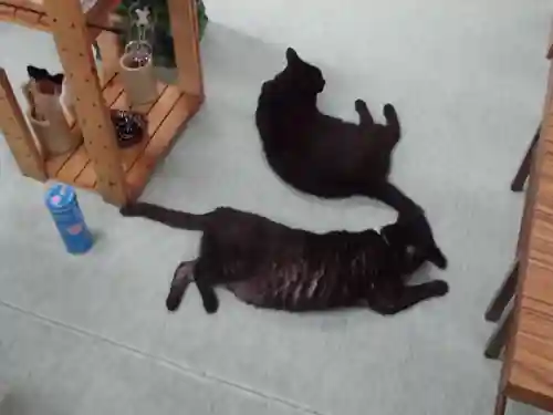 弥生神社の動物