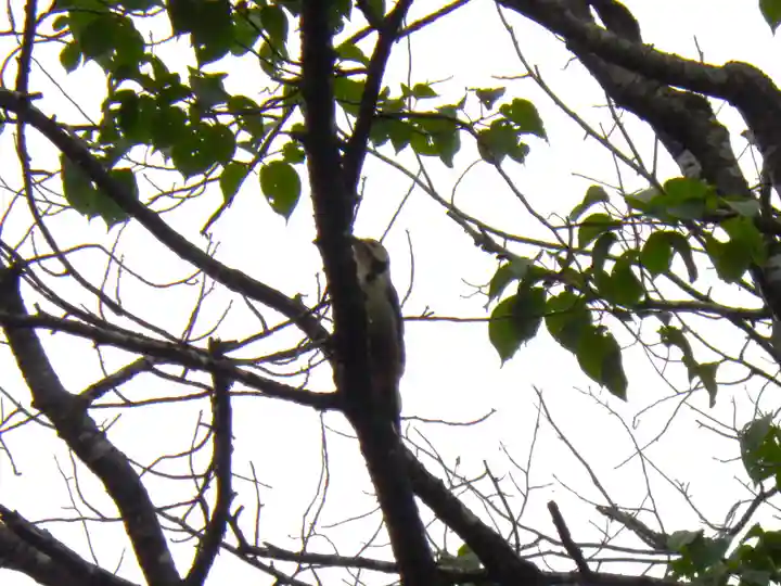 若里神社の動物
