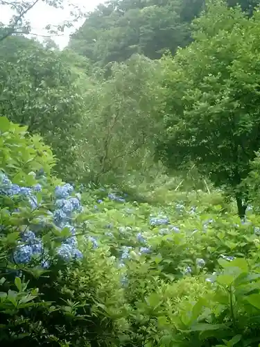 明月院の庭園