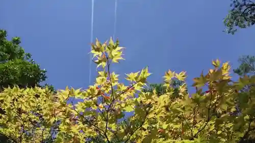 光明寺（粟生光明寺）の自然