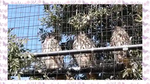 柏諏訪神社(千葉県)