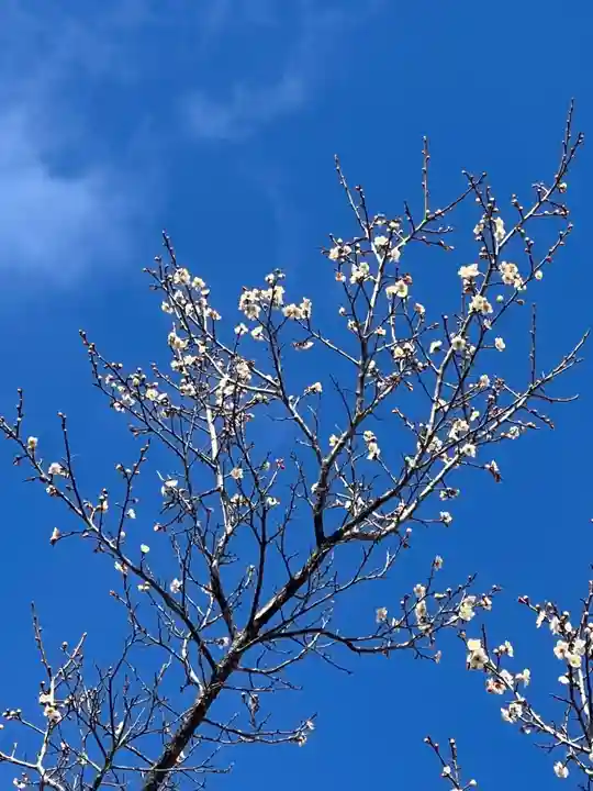 国宝 大法寺の自然
