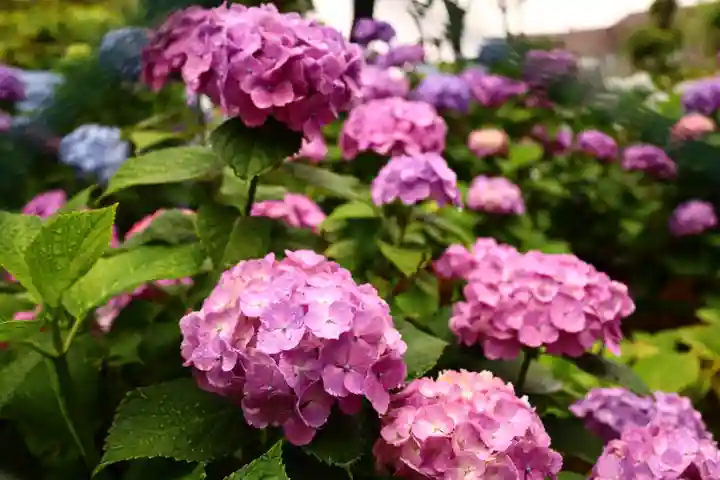 白山神社(東京都)
