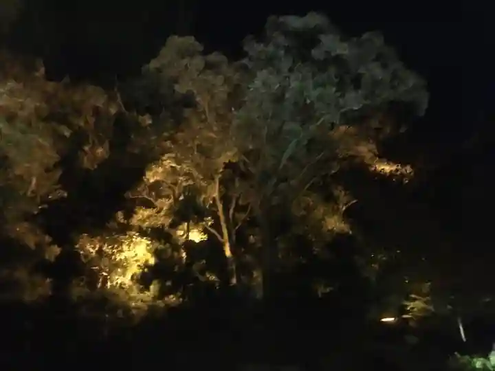 高台寺(高台寿聖禅寺・高臺寺)の自然