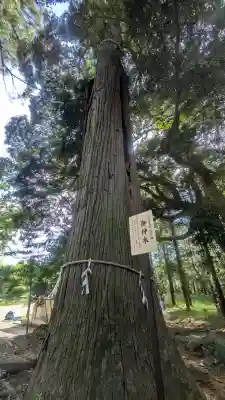間々田八幡宮(栃木県)