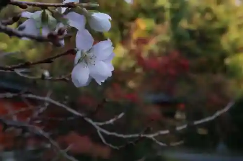 赤山禅院の自然