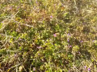 厳島神社の自然