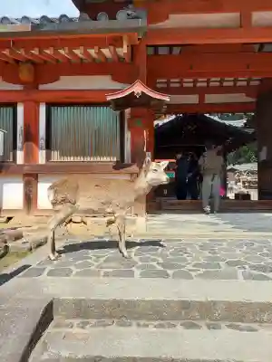 氷室神社の{uncategorized: "未分類", other: "その他", undefined: "問題あり", building: "その他建物", grave: "お墓", sacred_gate: "鳥居", guardian: "狛犬", statue: "像", buddha: "仏像", history: "歴史", nature: "自然", garden: "庭園", animal: "動物", pagoda: "塔", temizu: "手水舎", mountain_gate: "山門・神門", sanctuary: "本殿・本堂", subordinate: "末社・摂社", art: "芸術", scenery: "景色", jizo: "地蔵", ema: "絵馬", goshuin: "御朱印", omikuji: "おみくじ", items: "授与品その他", amulet: "お守り", goshuincho: "御朱印帳", eats: "食事", festival: "お祭り", votive_dance: "神楽", shichigosan: "七五三参", wedding: "結婚式", experience: "体験その他", initially: "初詣", around: "周辺", anti_infection: "感染症対策"}
