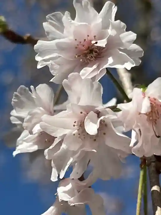 平野神社(京都府)