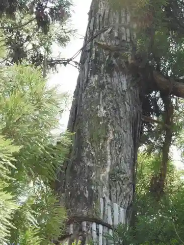 大神神社の自然