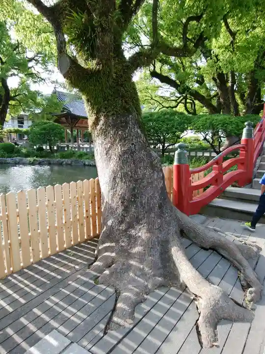 太宰府天満宮(福岡県)