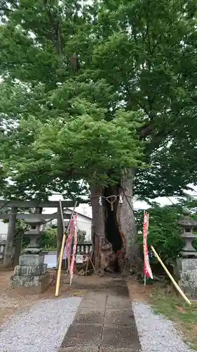 三ツ木神社の自然