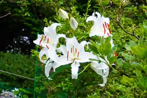 尻岸内八幡神社の自然