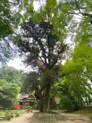 賀茂別雷神社（上賀茂神社）の庭園