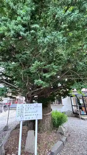 函館厳島神社の自然