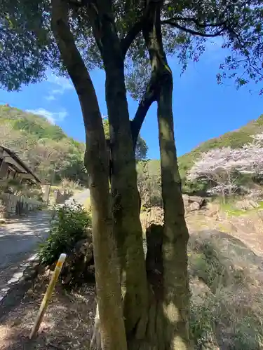 早瀧比咩神社の自然