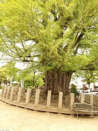 飛騨国分寺の自然