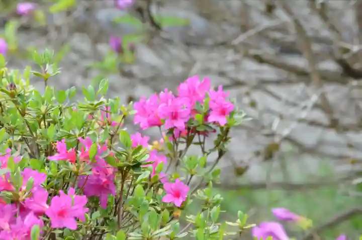 塩船観音寺(東京都)
