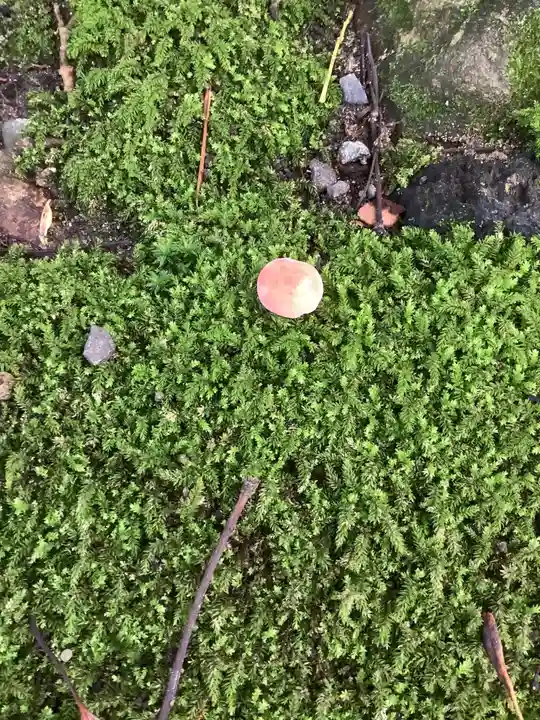 若宮神明社の自然