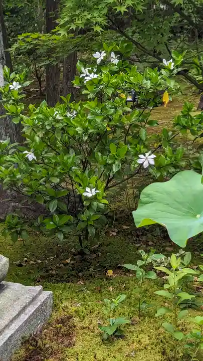 勝林寺(京都府)