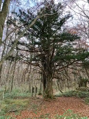 比婆山熊野神社の自然