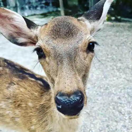 春日大社の動物