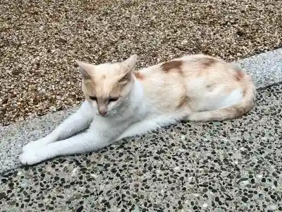 百済寺(滋賀県)