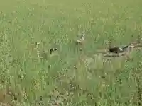 田中稲荷神社(埼玉県)