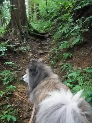 老犬神社の動物