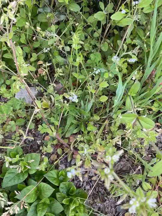 高田波蘇伎神社の自然