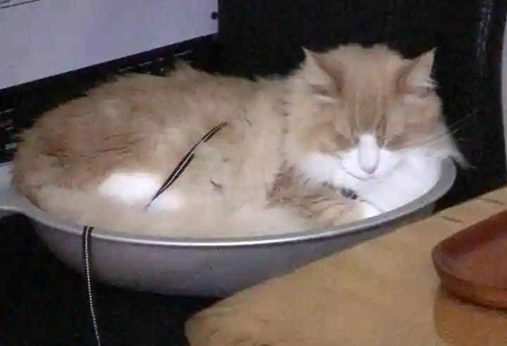 駒込妙義神社(東京都)