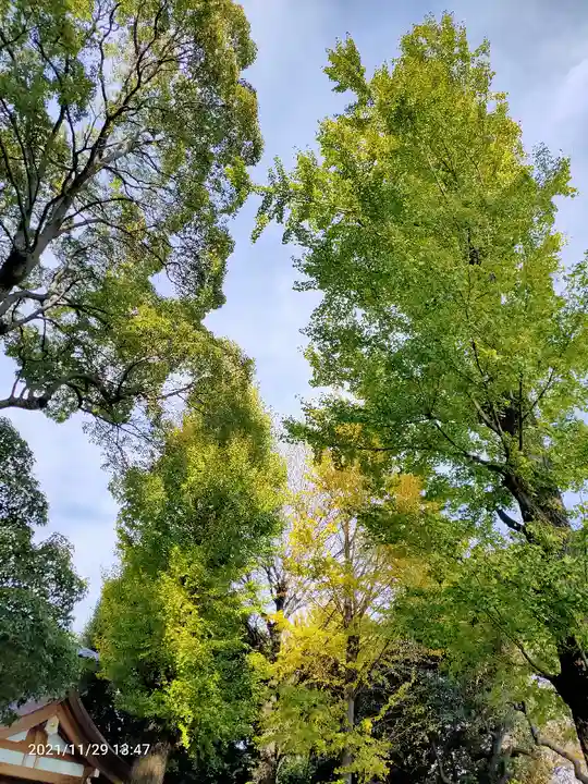 中目黒八幡神社の自然