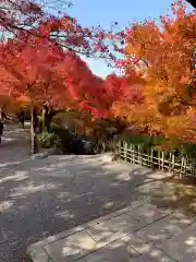 東福禅寺（東福寺）の自然