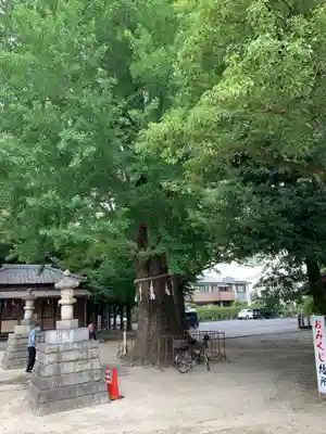 春日部八幡神社の自然