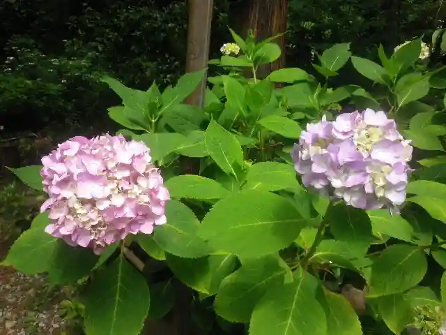 御霊神社の自然