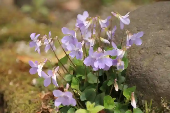 阿邪訶根神社の自然