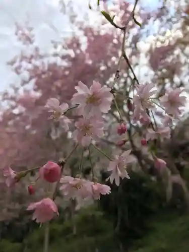 如意輪寺の自然