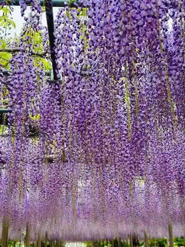 曼陀羅寺の自然