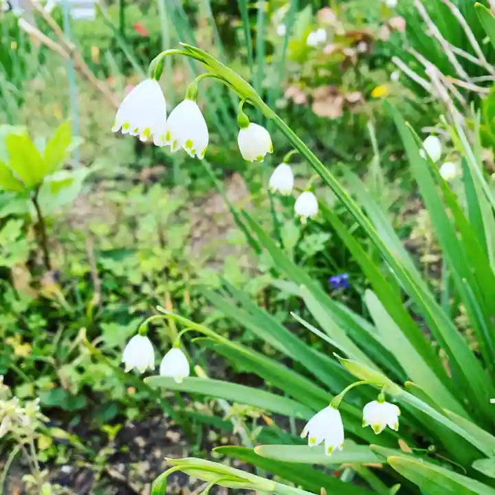豊景神社の自然