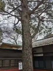 前原御嶽神社の自然