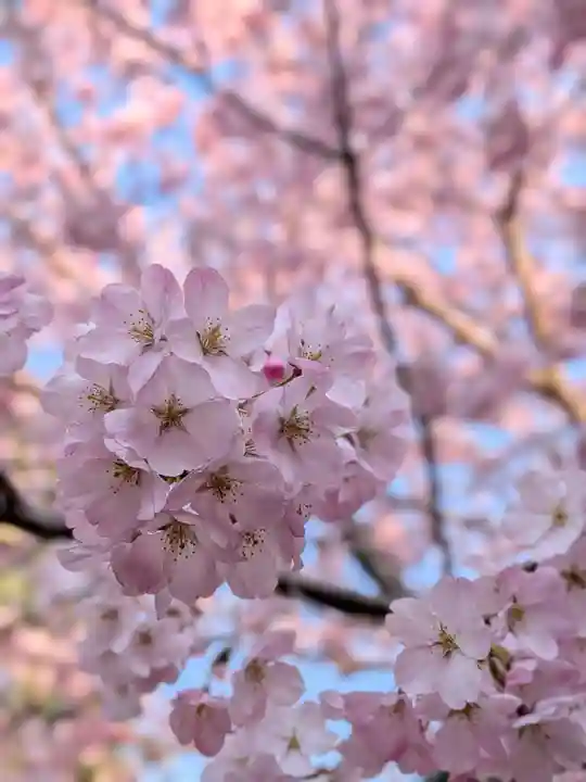 神明氷川神社(東京都)