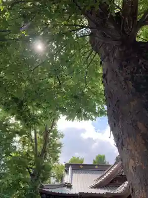 伊勢崎神社(群馬県)