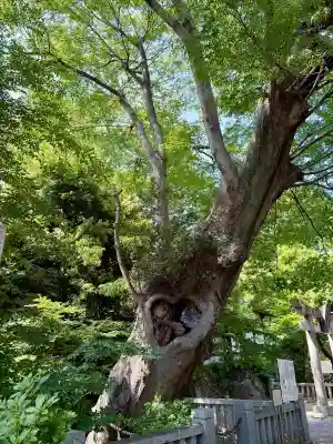 青渭神社の{uncategorized: "未分類", other: "その他", undefined: "問題あり", building: "その他建物", grave: "お墓", sacred_gate: "鳥居", guardian: "狛犬", statue: "像", buddha: "仏像", history: "歴史", nature: "自然", garden: "庭園", animal: "動物", pagoda: "塔", temizu: "手水舎", mountain_gate: "山門・神門", sanctuary: "本殿・本堂", subordinate: "末社・摂社", art: "芸術", scenery: "景色", jizo: "地蔵", ema: "絵馬", goshuin: "御朱印", omikuji: "おみくじ", items: "授与品その他", amulet: "お守り", goshuincho: "御朱印帳", eats: "食事", festival: "お祭り", votive_dance: "神楽", shichigosan: "七五三参", wedding: "結婚式", experience: "体験その他", initially: "初詣", around: "周辺", anti_infection: "感染症対策"}