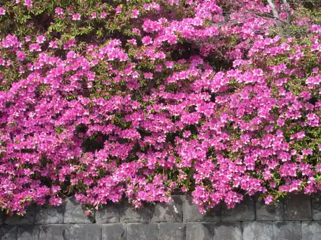 安養院 (田代寺)の自然