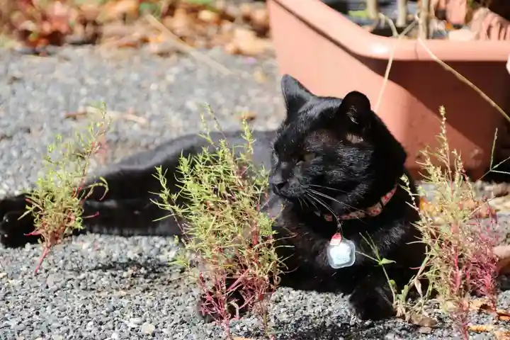 高司神社〜むすびの神の鎮まる社〜の動物